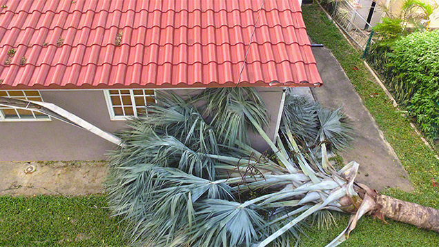 Palm Tree Impact Animated Ekoroof Logo